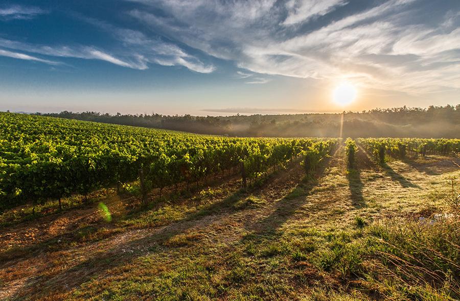 Italy: Lots of wine, where to focus?